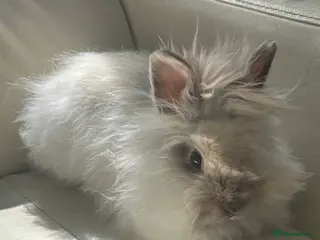 Angora rabbits Teddy Dwerg Male 4.5 Months - Advert 1