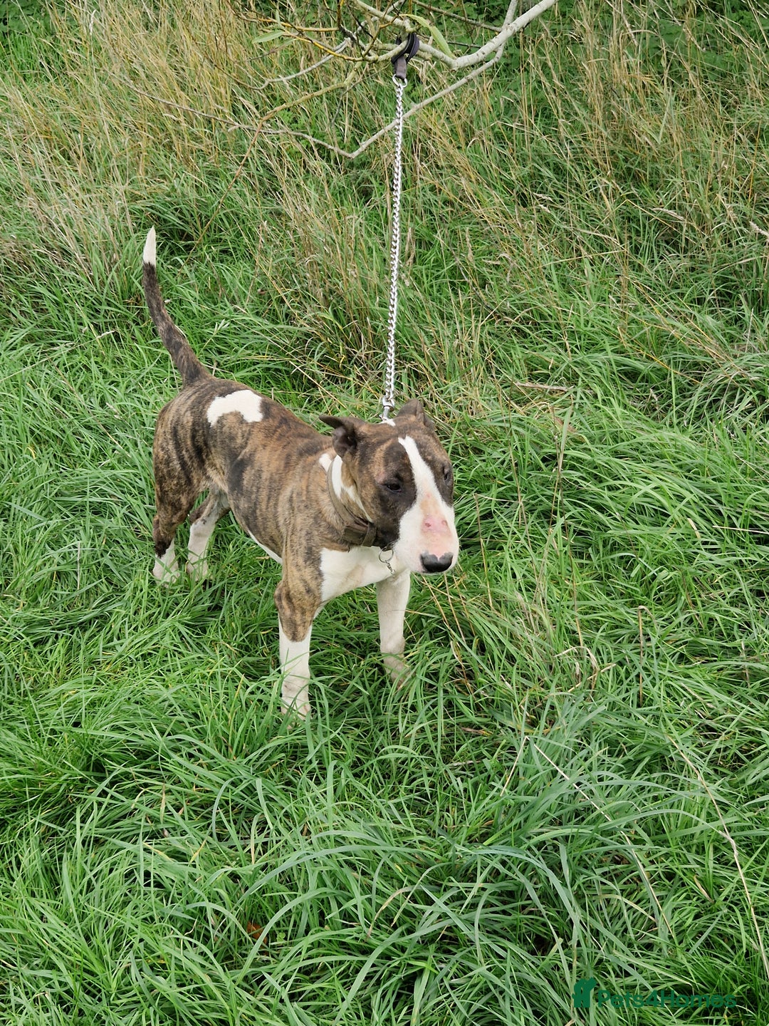 English Bull Terrier dogs for sale: English Bull terrier bitch/female - Image 2