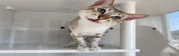 Mixed Breed cats for adoption: Elliott - handsome boy - Advert 1