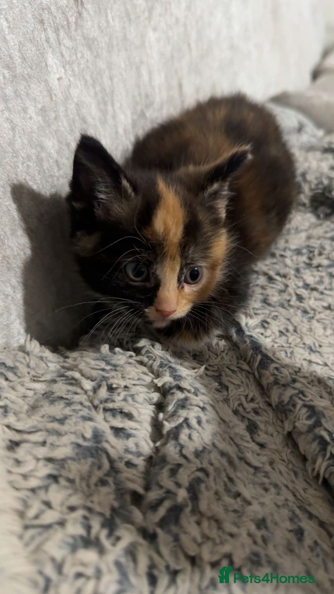 Mixed Breed cats for sale: Beautiful kittens for sale - Image 2