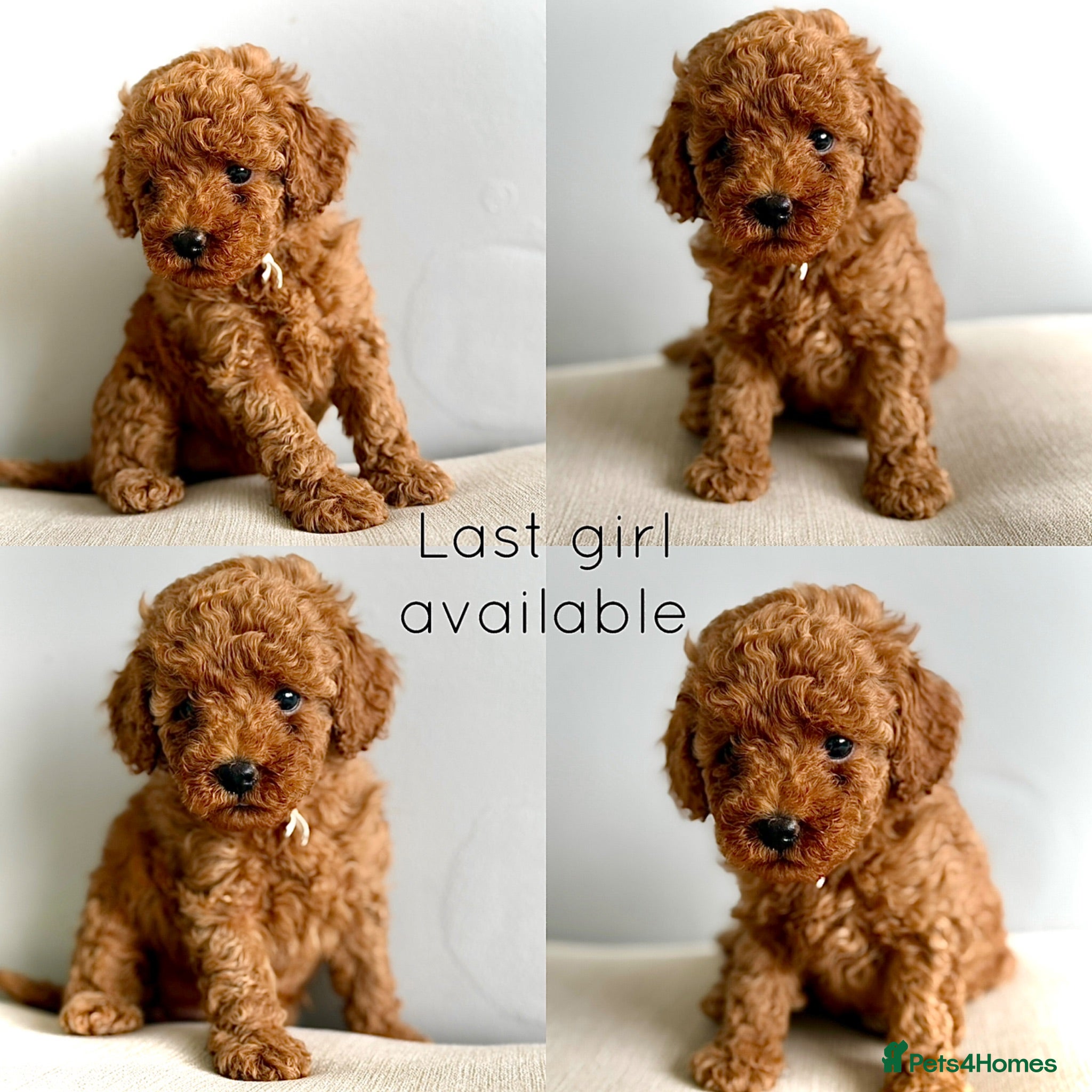 Cockapoo dogs LAST GIRL AVAILABLE. TOY COCKAPOO’S - Advert 13