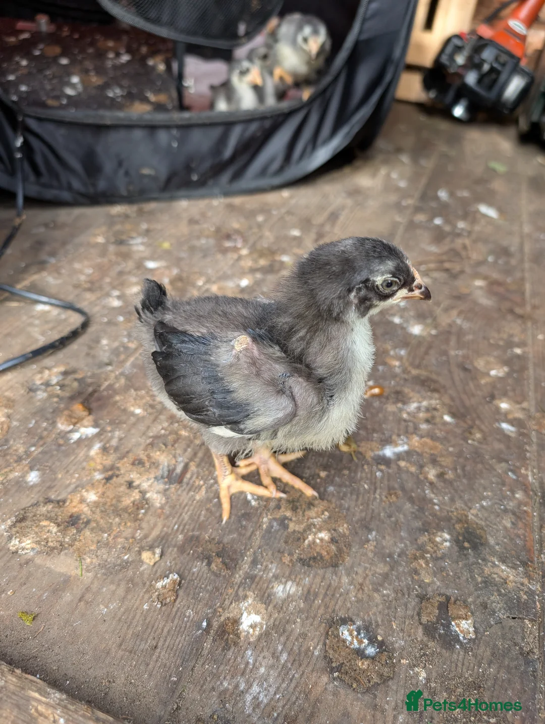 Chickens poultry for sale: 3 week old chicks  in Knaresborough - Advert 2