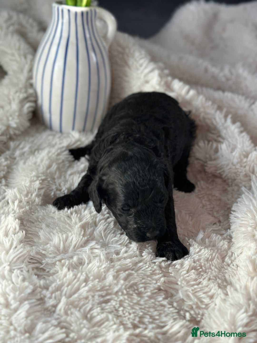 Toy Poodle dogs for sale: Toy poodles (5 girls and 2 boys) - Image 34