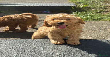 Cockapoo dogs - Advert 1