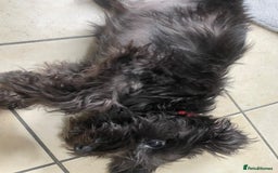 Miniature Schnauzer dogs for sale: Lovely KC Mini Schnauzer 4 months Fully Vaccinated - Image 17