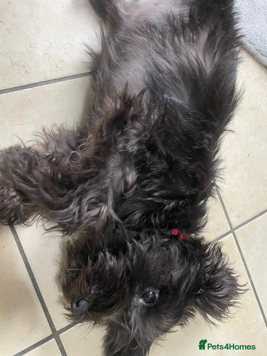 Miniature Schnauzer dogs for sale: Lovely KC Mini Schnauzer 4 months Fully Vaccinated - Image 17