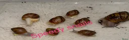 Snails invertebrates for sale: OVUM XXL - Advert 4