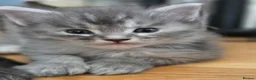 Maine Coon cats for sale: Gorgeous Playful Maine Coon x Ragdoll Mix Kittens - Advert 15