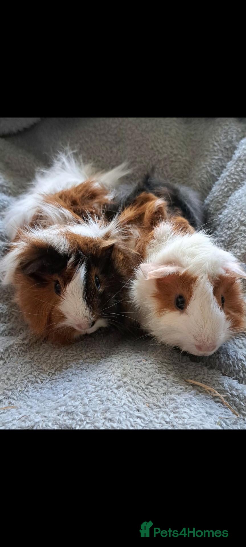 Guinea Pig rodents Bonded boar guinea pigs (£50 for the pair) - Advert 1