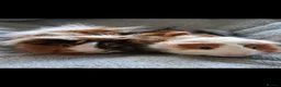 Guinea Pig rodents for sale: Bonded boar guinea pigs (£50 for the pair) - Advert 1
