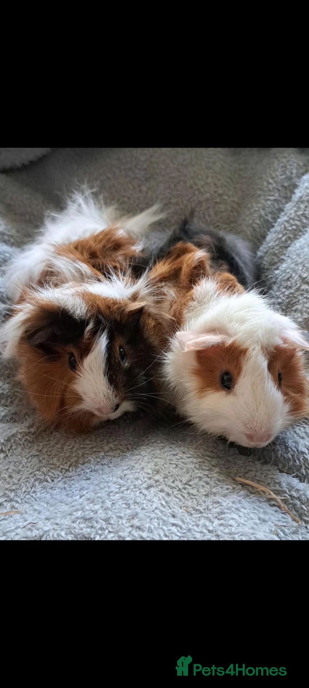 Guinea Pig rodents for sale: Bonded boar guinea pigs (£50 for the pair) - Advert 1