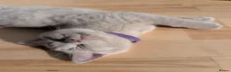 Selkirk Rex cats for sale: 😻 Stunning Selkirk Rex Kittens 😻 - Advert 21
