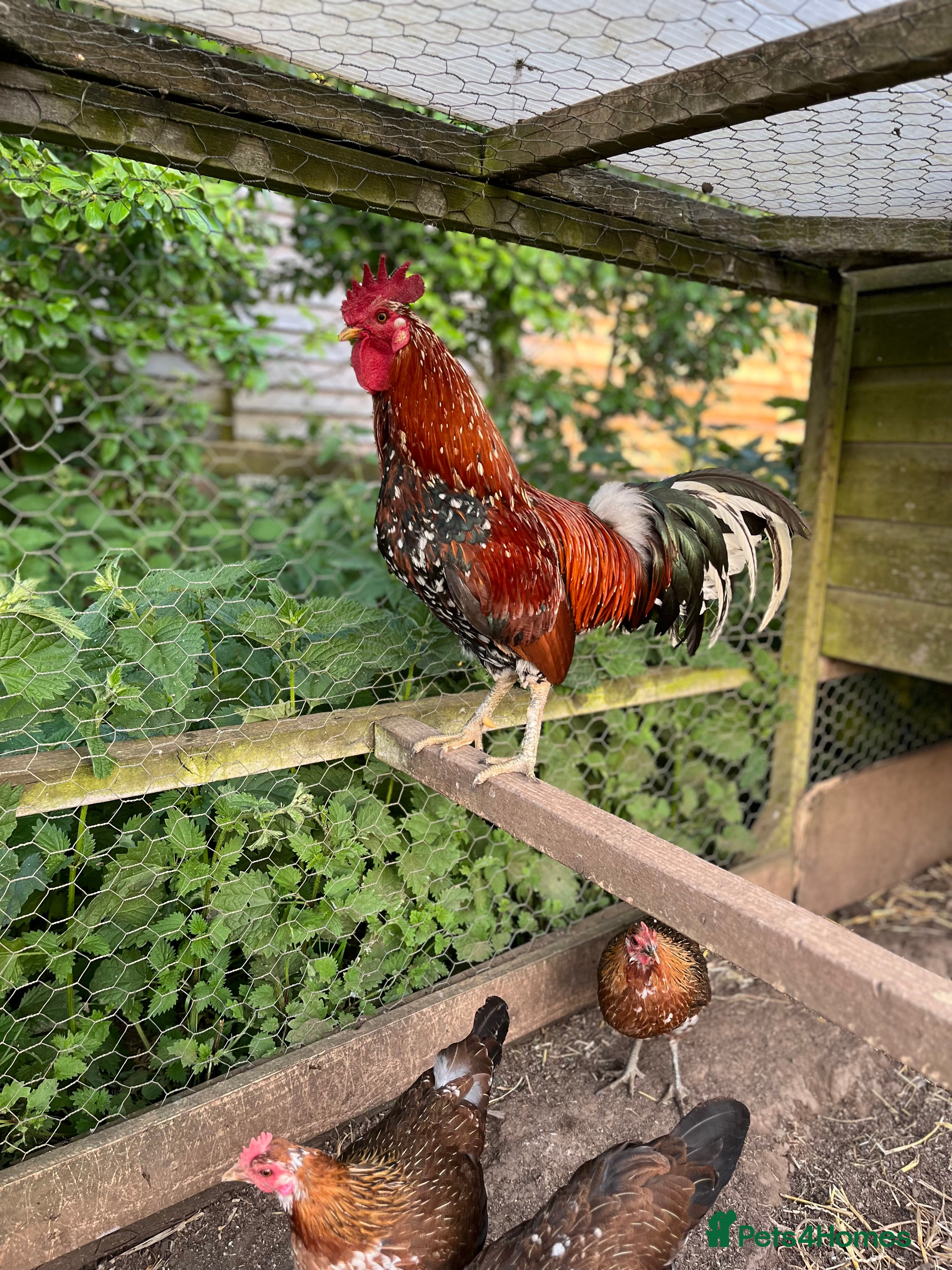 Chickens poultry Rare Ayam Ketawa (Laughing Chickens) for Sale - Advert 1