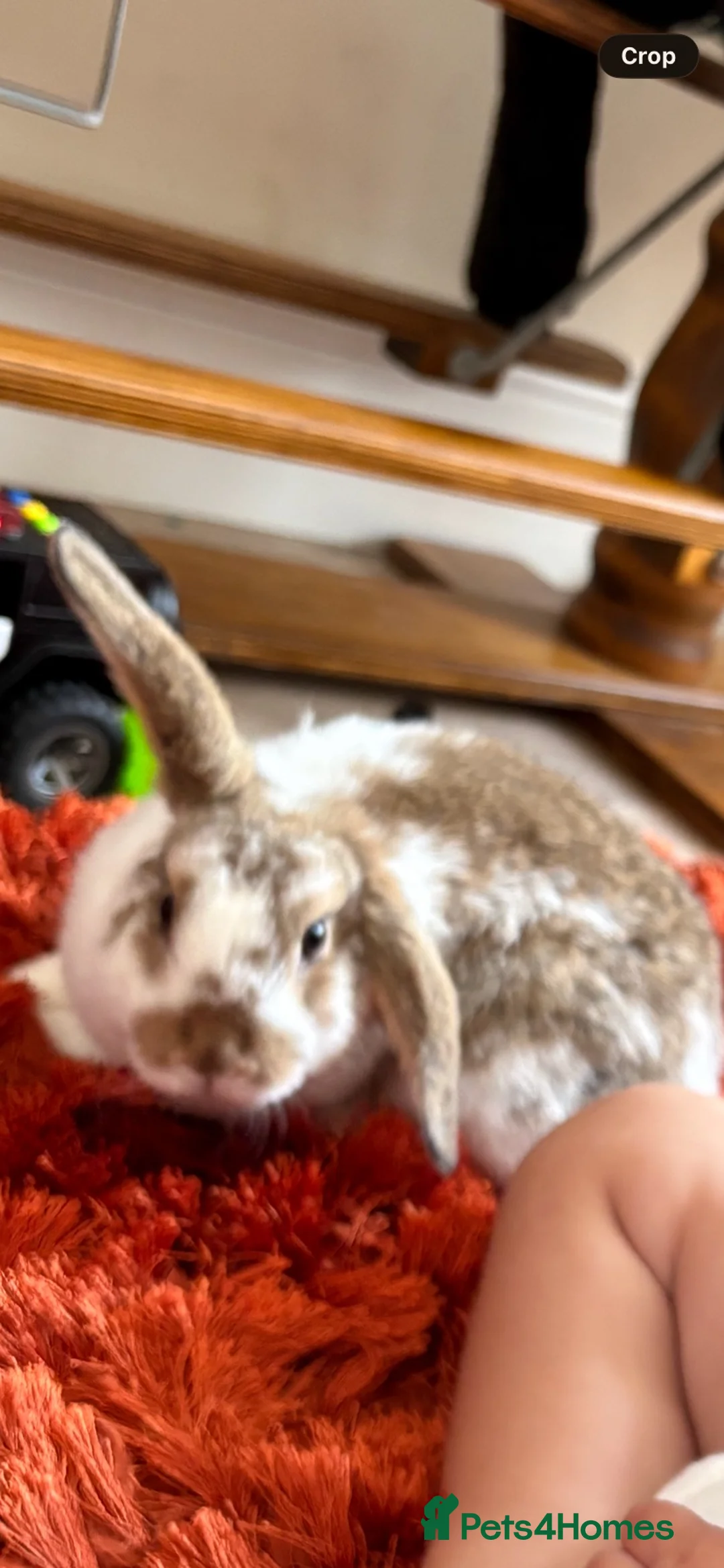 English Lop rabbits for sale: Crumpet  in Colne - Advert 2