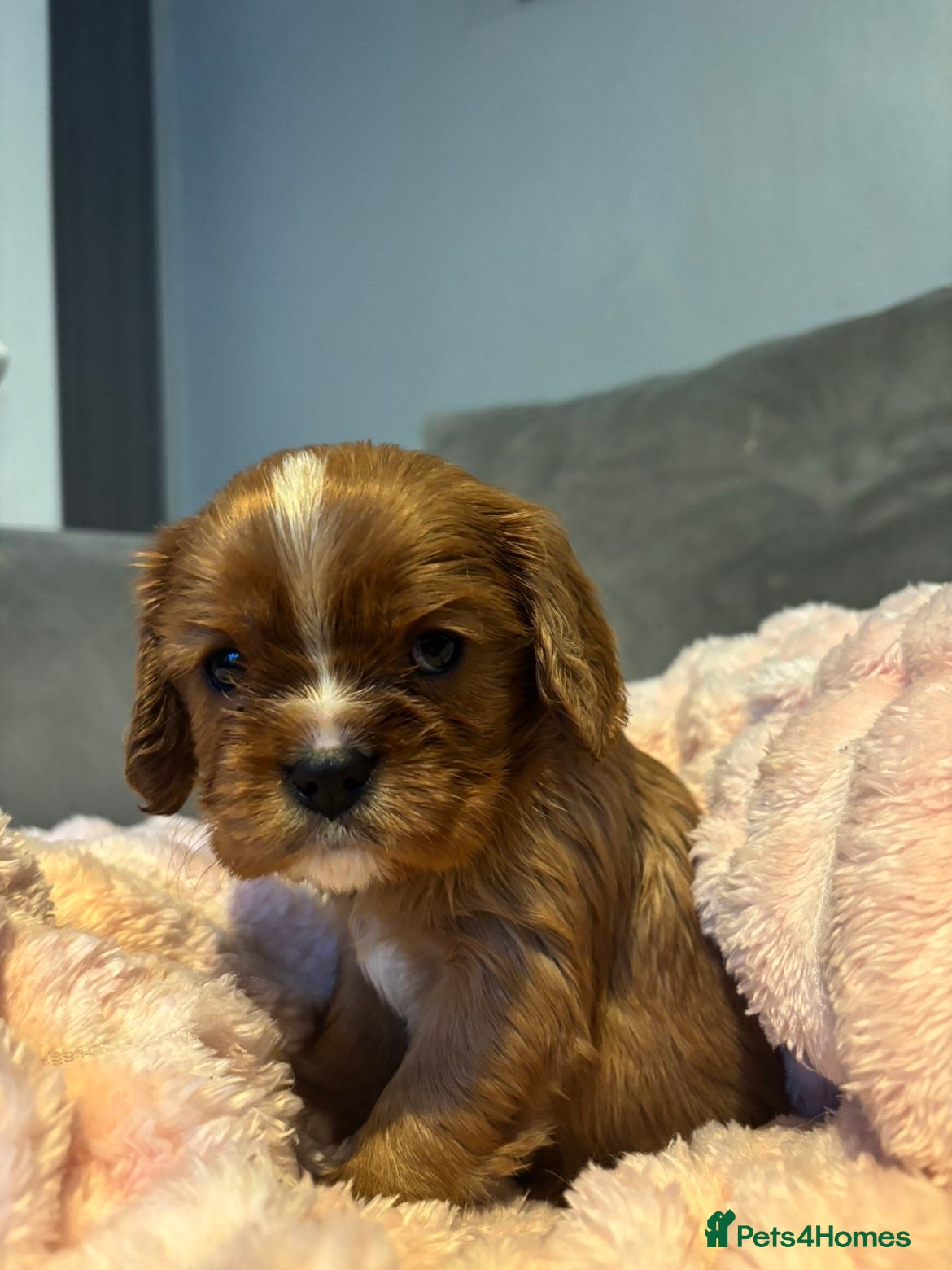 Cavalier King Charles Spaniel dogs Last KC reg Cavalier King Charles spaniel boy - Advert 1