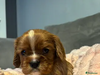 Cavalier King Charles Spaniel dogs Last KC reg Cavalier King Charles spaniel boy - Advert 1