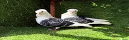 Pigeons birds for sale: Premium Breeding Pigeons Top Quality Pairs Availab - Advert 22