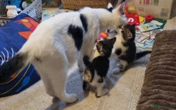 Domestic Shorthair cats for sale: 2 Female & 1 Male adorable baby kittens for SALE🐈 - Image 12