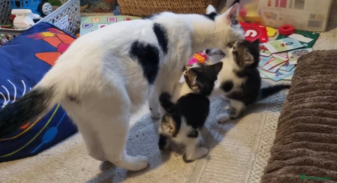 Domestic Shorthair cats for sale: 2 Female & 1 Male adorable baby kittens for SALE🐈 - Image 12