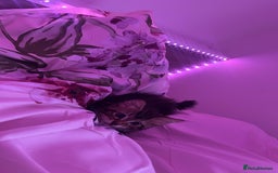 Maine Coon cats for sale: Maincoon x tabby cat  - Image 6