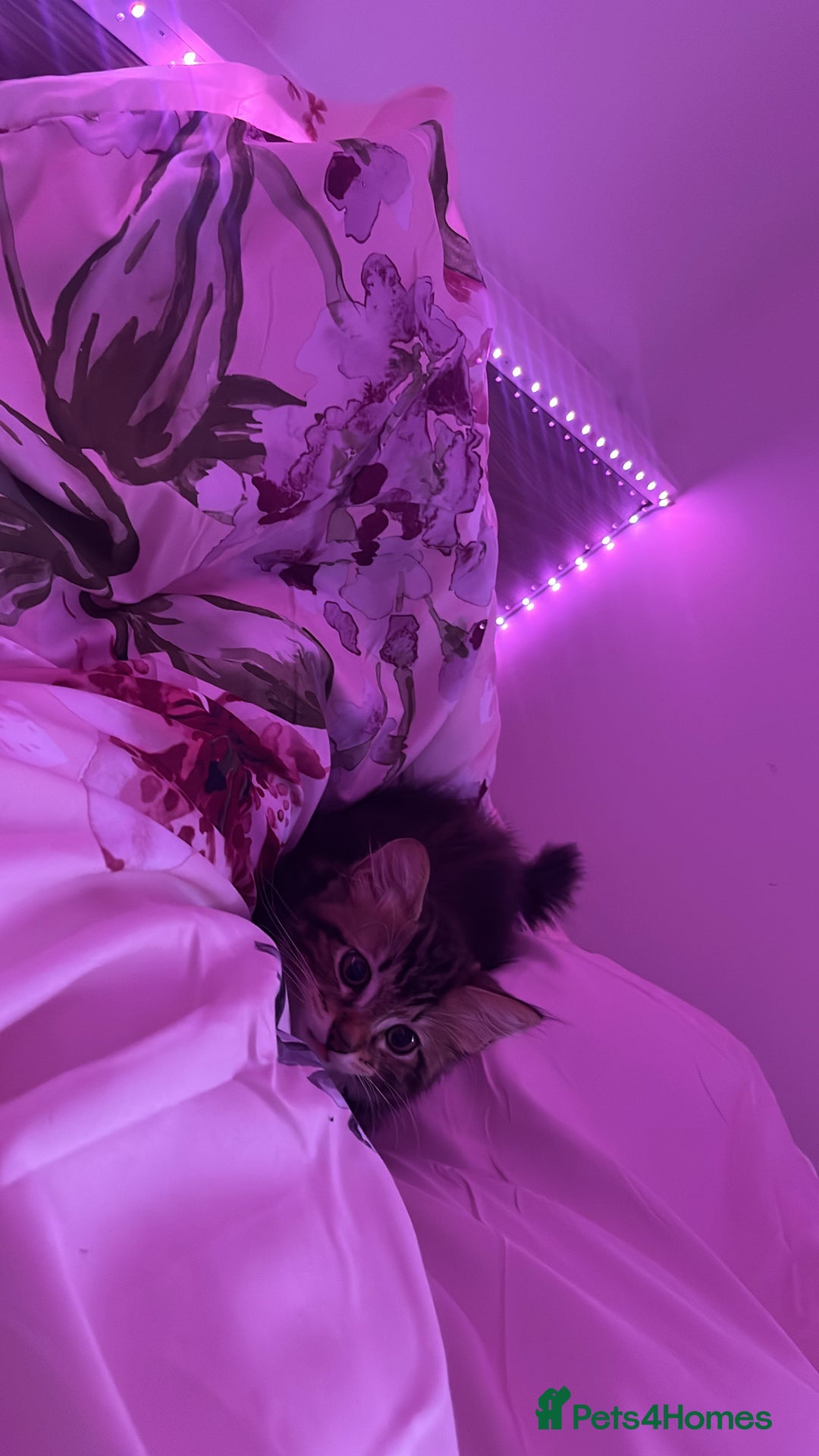 Maine Coon cats for sale: Maincoon x tabby cat  - Image 6