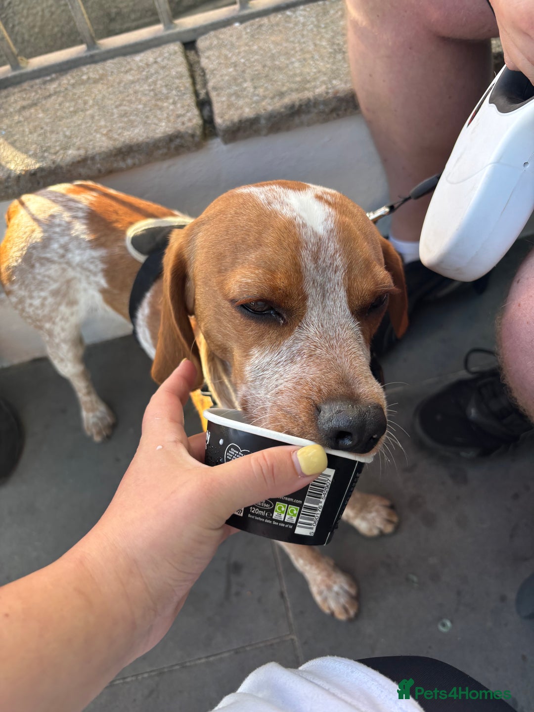 Beaglier dogs for sale: 13 month old beaglier  - Advert 14