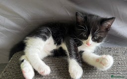 Mixed Breed cats for sale: Ginger,Tortoiseshell, Tuxedo Kittens Sale London  - Advert 16
