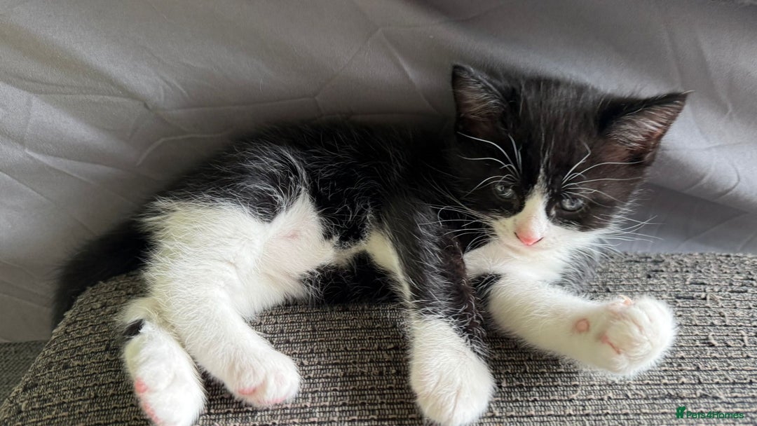 Mixed Breed cats for sale: Ginger,Tortoiseshell, Tuxedo Kittens Sale London  - Advert 16