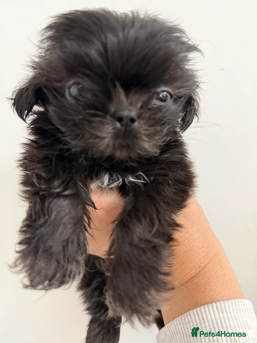 Shih Tzu dogs for sale: 6x Pedigree Imperial Shih Tzu Boys Ready To Leave - Advert 14