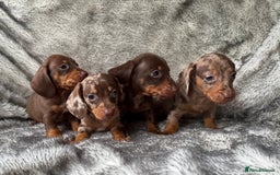 Dachshund dogs for sale: Miniature dachshund puppies  - Image 3