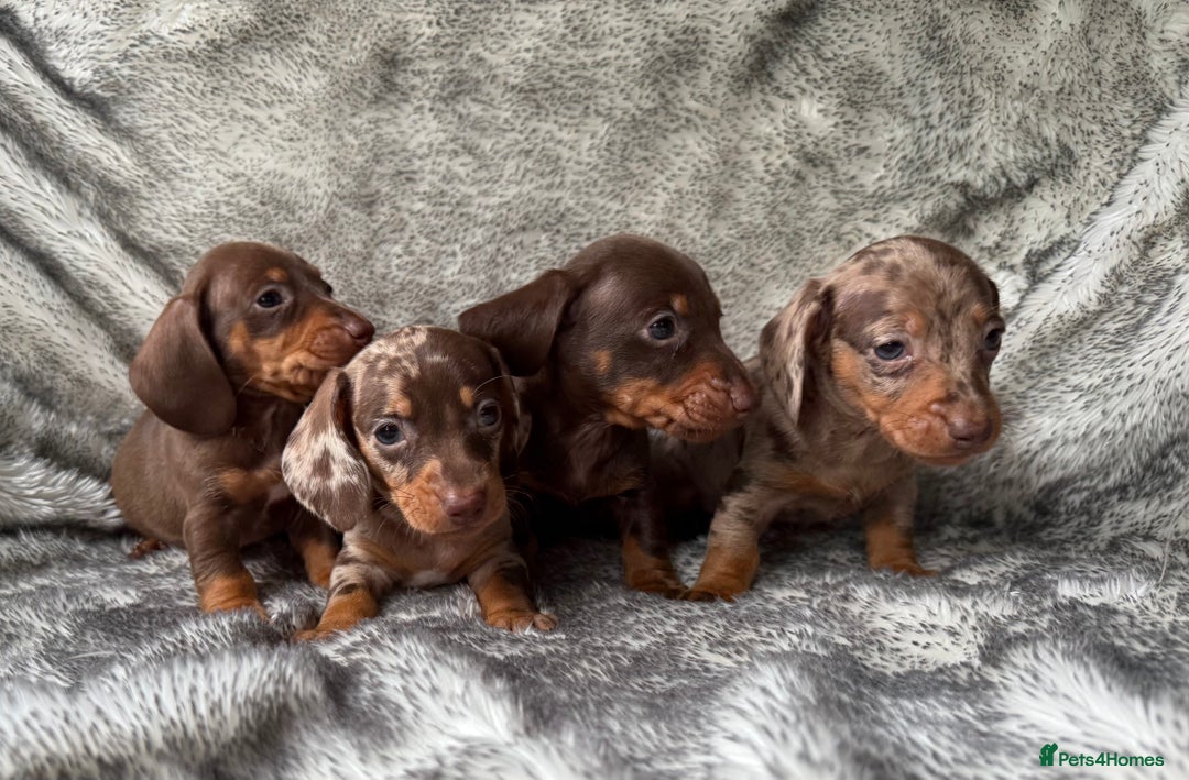 Dachshund dogs for sale: Miniature dachshund puppies  - Image 3