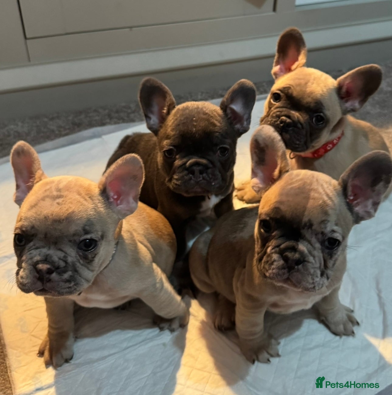 French Bulldog dogs Beautiful French Bulldog Pups - Advert 11