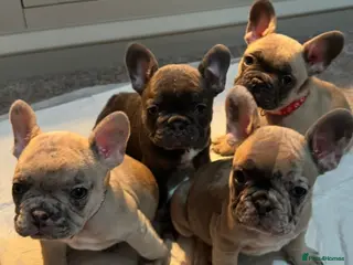 French Bulldog dogs Beautiful French Bulldog Pups - Advert 5
