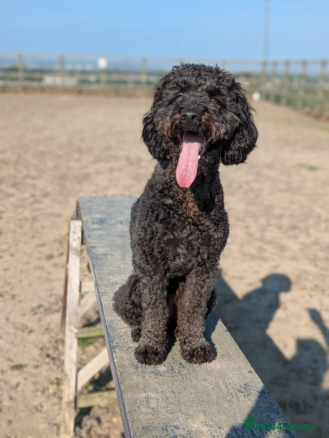Cockapoo dogs for sale: Male Cockapoo 1 year 10 months old.  - Advert 3