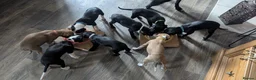 Mixed Breed dogs for sale: 8 Beautiful Saluki Whippet mixed-breed fur babies - Advert 5