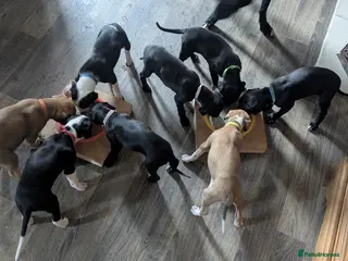 Mixed Breed dogs 8 Beautiful Saluki Whippet mixed-breed fur babies - Advert 11