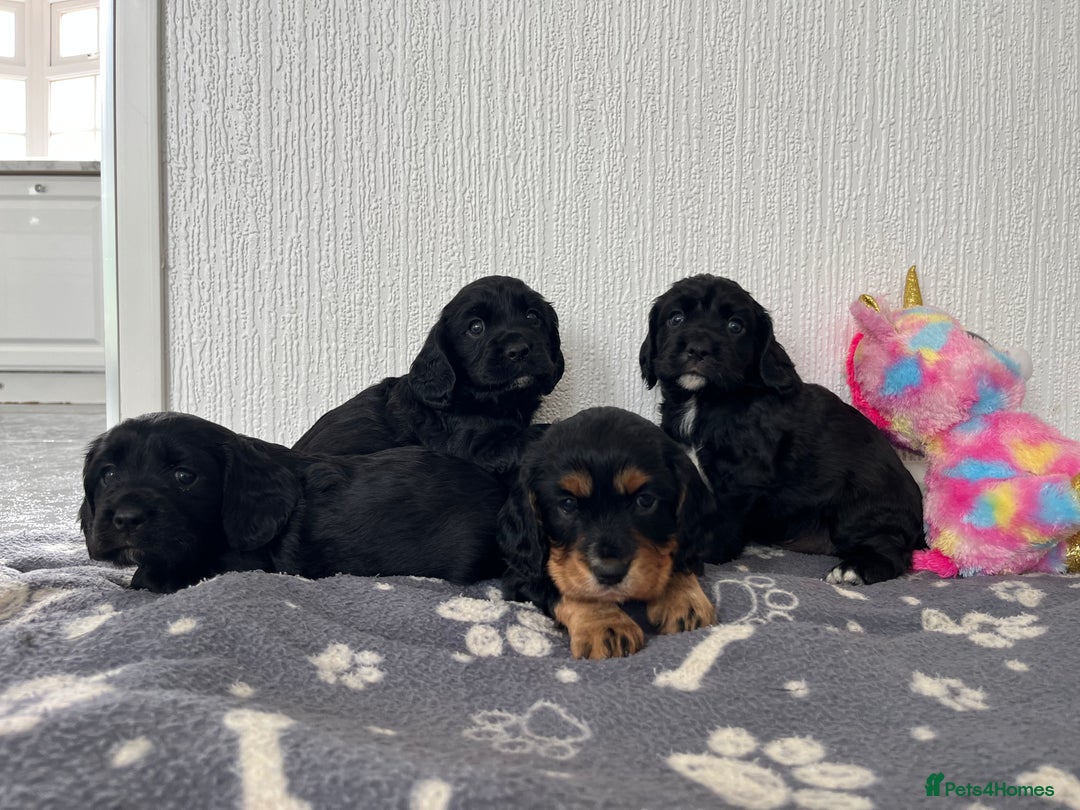 Cockalier dogs for sale: Cavalier x cocker spaniel puppies  - Image 5