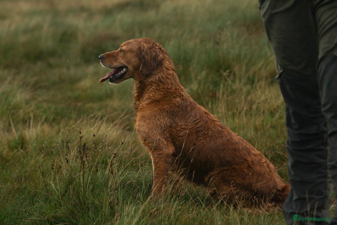 Golden Retriever dogs for sale: Gorgeous KC Golden Retriever Puppies  - Image 9