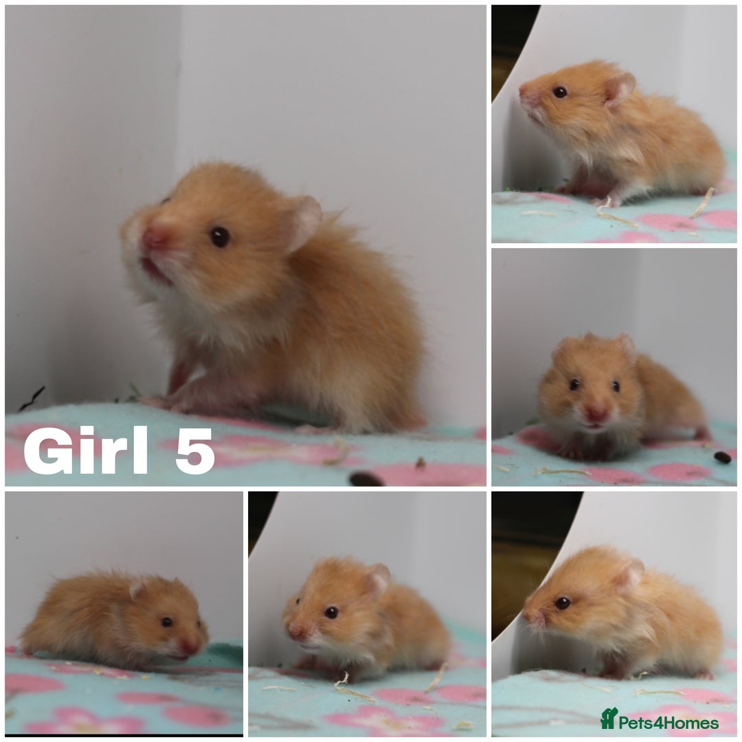Hamster rodents for sale: Beautiful Male & Female Syrain Hamsters  - Advert 5