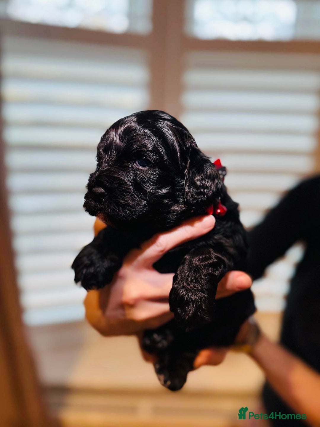 Cavapoo dogs for sale: Black Cavapoo F1 girl available 🐾👸 - Advert 12