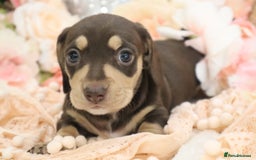Miniature Dachshund dogs for sale: KC Registered Miniature Dachshund Puppies - Image 3