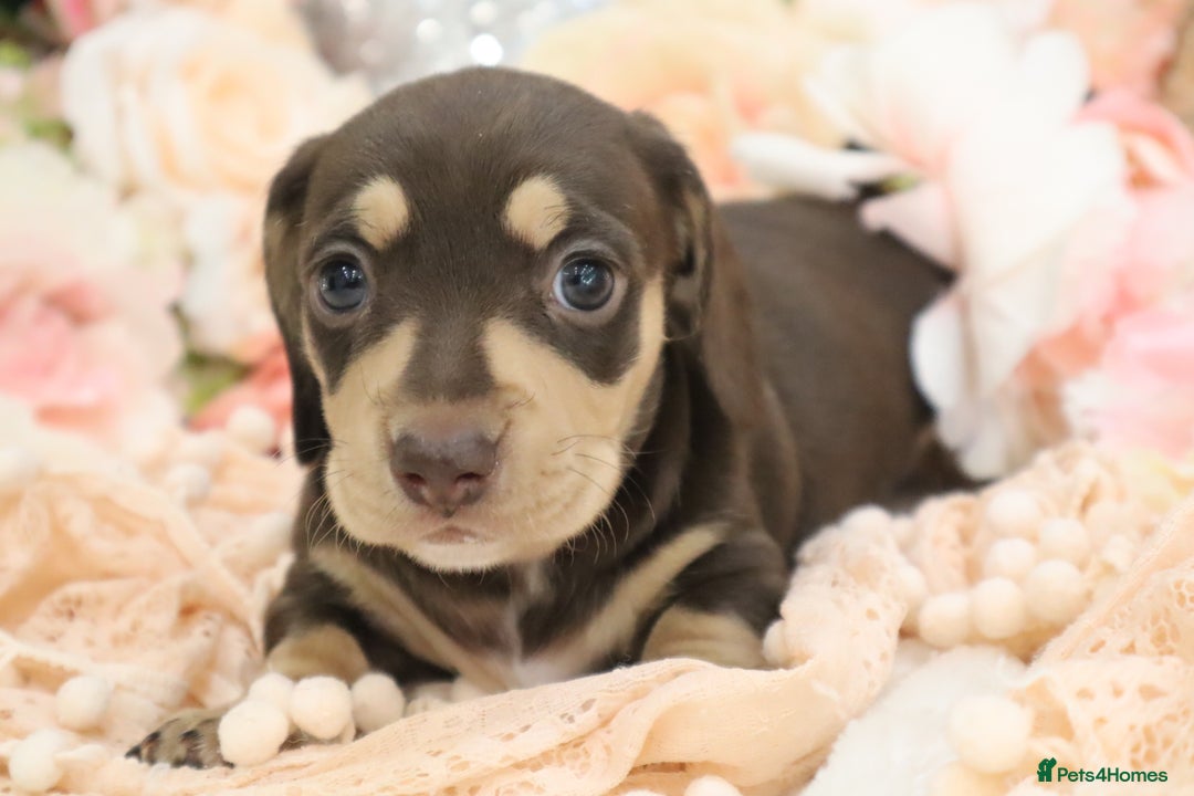 Miniature Dachshund dogs for sale: KC Registered Miniature Dachshund Puppies - Image 3
