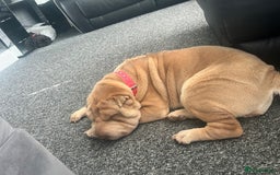Shar Pei dogs for sale: Gorgeous 10 month old Shar pei girl  - Image 6
