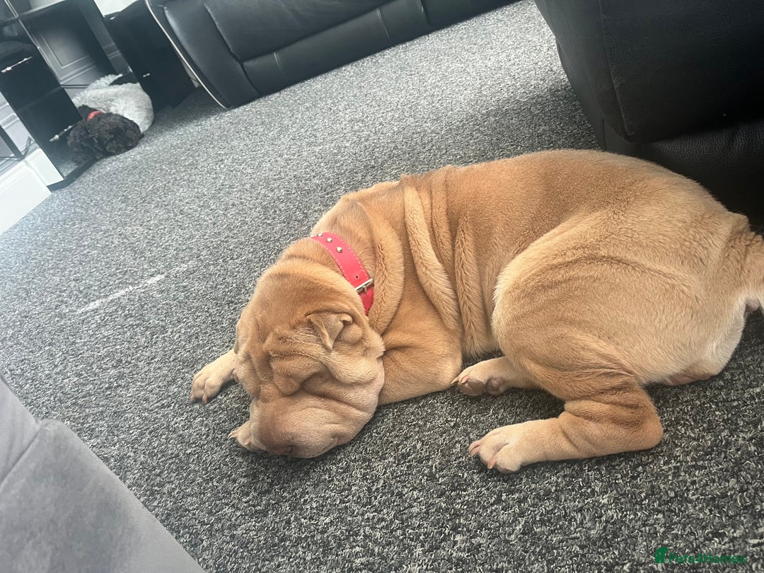 Shar Pei dogs for sale: Gorgeous 10 month old Shar pei girl  - Image 6