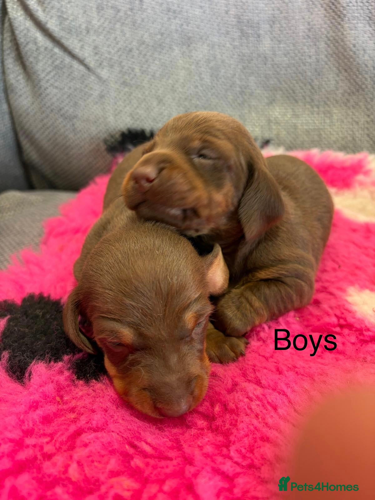 Miniature Dachshund dogs ⭐️Beautiful Miniature Dachshunds🐾🐾 - Advert 16