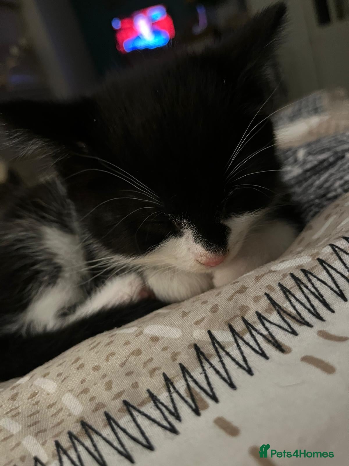 British Shorthair cats 8 cuddly kittens!  - Advert 5