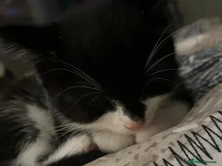 British Shorthair cats 8 cuddly kittens! - Advert 17