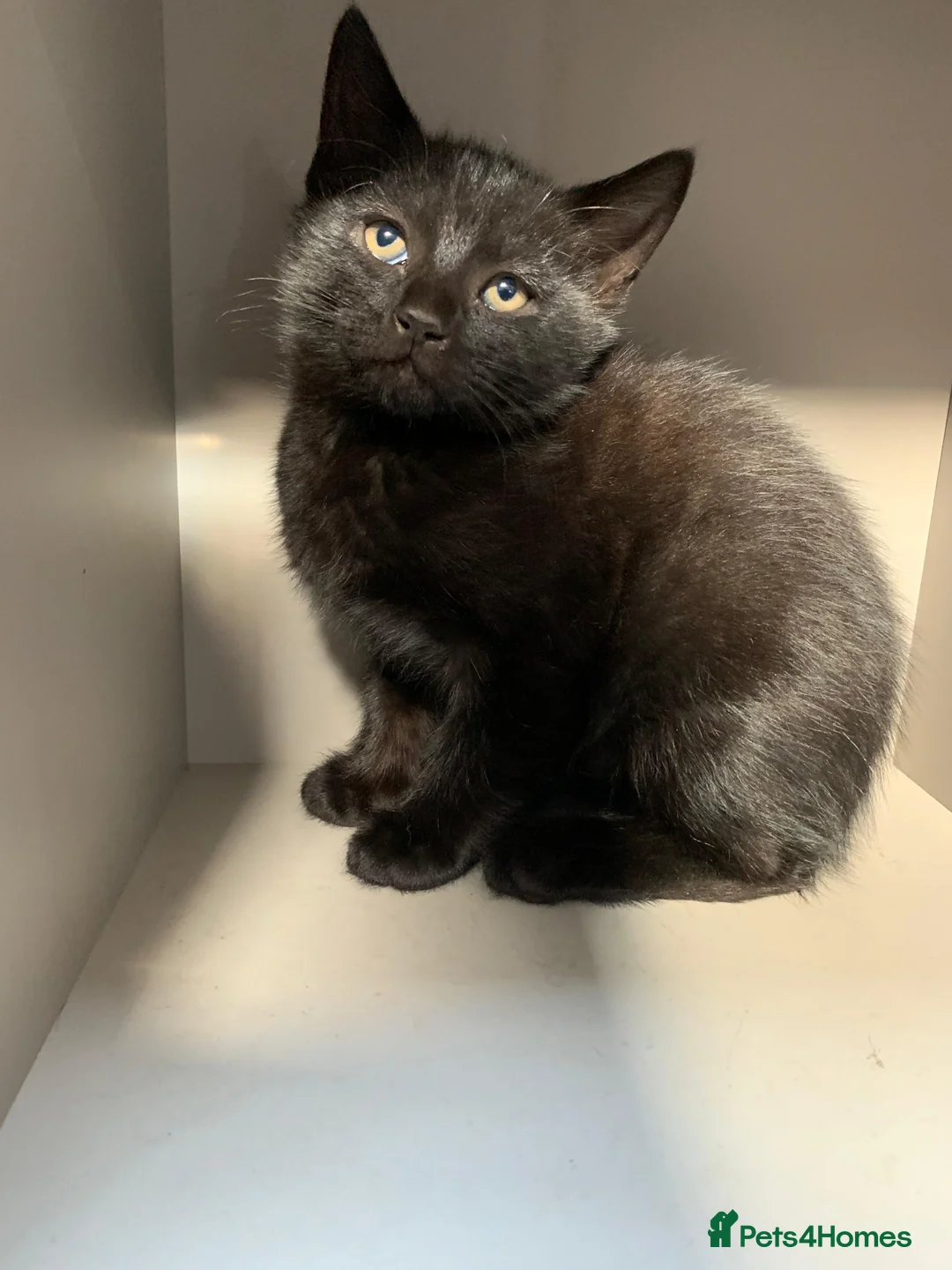Mixed Breed cats for sale: Kittens  - Advert 2