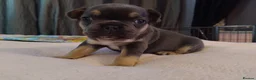 French Bulldog dogs for sale: 4 beautiful french bulldog pups - Advert 5