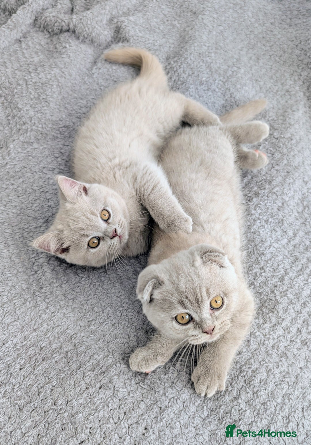 Scottish Fold cats for sale: Scottish fold kittens are looking for family🥰 - Advert 10